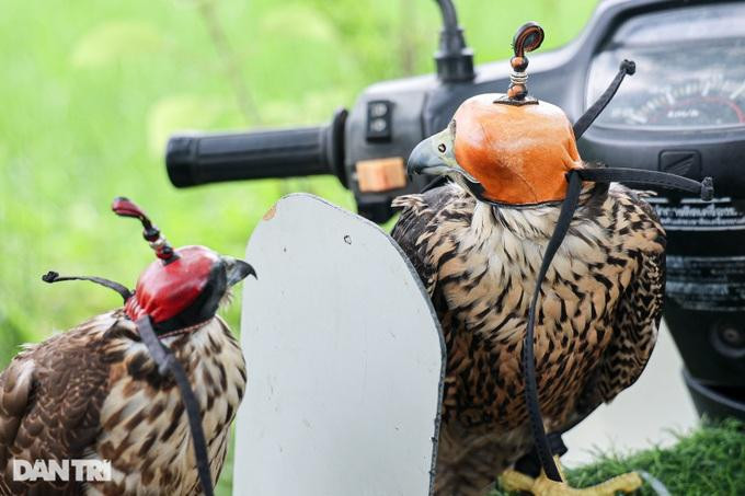 Người mới chơi chim săn mồi, nếu được huấn luyện tốt trong khoảng 3-6 tháng có thể nghe theo hiệu lệnh của chủ.