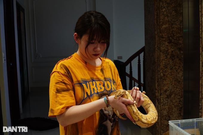 Đây là con trăn bóng hơn một tuổi, có màu albino và sở hữu gen đột biến. Loài vật này có giá khoảng 20 triệu đồng, tuổi thọ chừng 15-20 năm trong điều kiện nuôi nhốt. Đây là con trăn bóng hơn một tuổi, có màu albino và sở hữu gen đột biến. Loài vật này có giá khoảng 20 triệu đồng, tuổi thọ chừng 15-20 năm trong điều kiện nuôi nhốt.