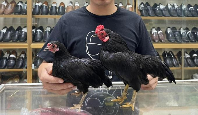 Cặp gà tre Bắc tít có lông màu ô tuyền khá hiếm mà anh Tùng hiện sở hữu từng được trả giá tới 150 triệu đồng (Ảnh: Nguyen Dang Tung). Cặp gà tre Bắc tít có lông màu ô tuyền khá hiếm mà anh Tùng hiện sở hữu từng được trả giá tới 150 triệu đồng (Ảnh: Nguyen Dang Tung).