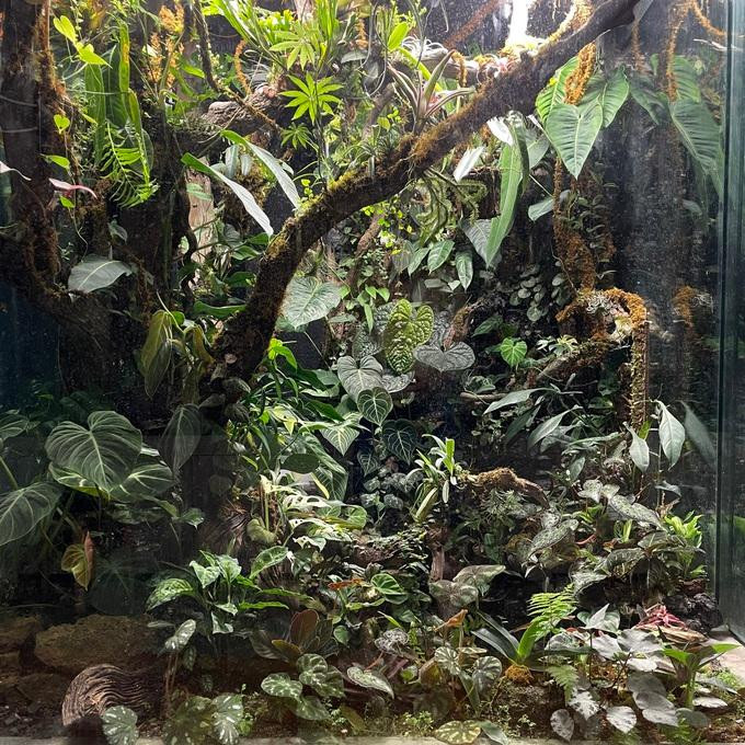 Bên trong bể cạn là hệ thống tưới cây, ánh sáng, tạo độ ẩm,... hoàn toàn tự động (Ảnh: NVCC). Bên trong bể cạn là hệ thống tưới cây, ánh sáng, tạo độ ẩm,... hoàn toàn tự động (Ảnh: NVCC).