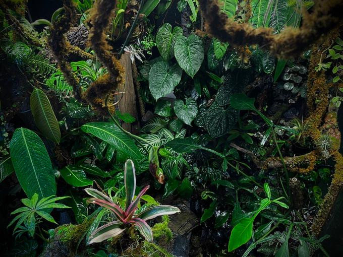 Những dòng cây xanh mướt giữa "khu rừng" (Ảnh: NVCC). Những dòng cây xanh mướt giữa "khu rừng" (Ảnh: NVCC).