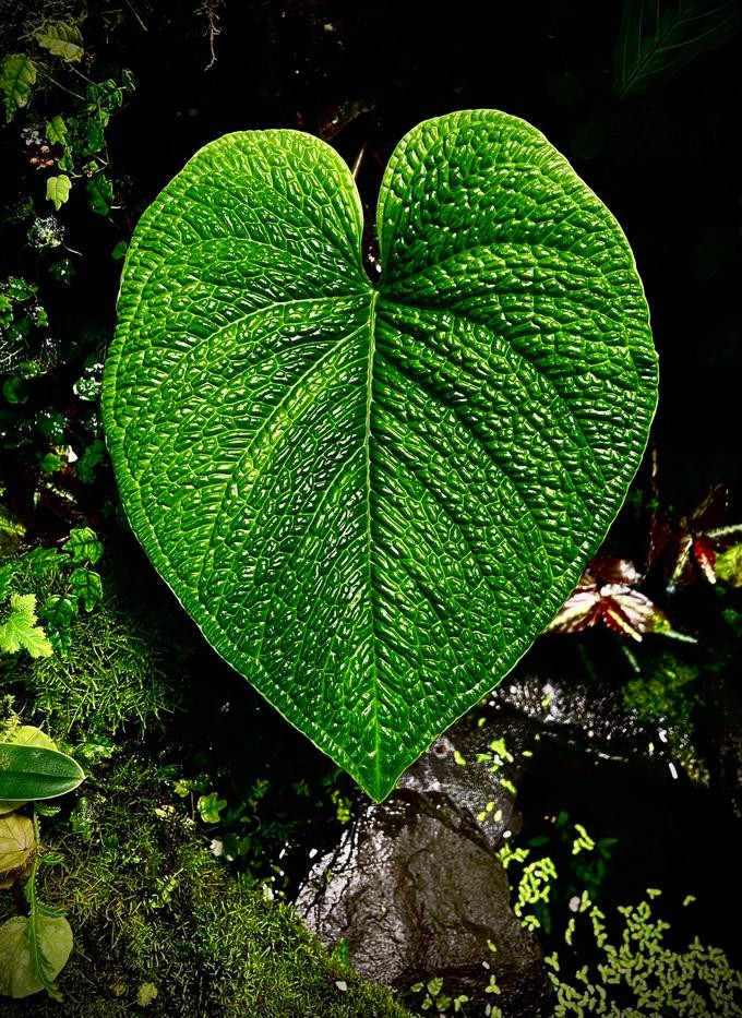 Dòng kiểng lá đặc biệt với hình trái tim và đường vân độc đáo (Ảnh: NVCC). Dòng kiểng lá đặc biệt với hình trái tim và đường vân độc đáo (Ảnh: NVCC).