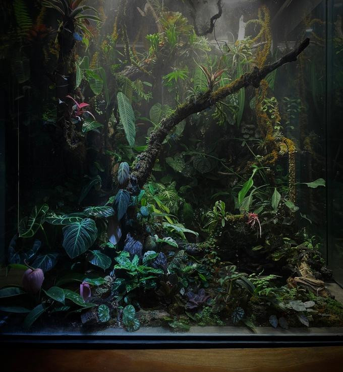 Vẻ đẹp đặc biệt của bể cạn (Ảnh: NVCC). Vẻ đẹp đặc biệt của bể cạn (Ảnh: NVCC).