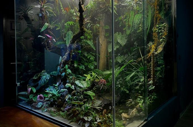 Khu rừng nguyên sinh trong nhà của anh Lợi (Ảnh: NVCC). Khu rừng nguyên sinh trong nhà của anh Lợi (Ảnh: NVCC).