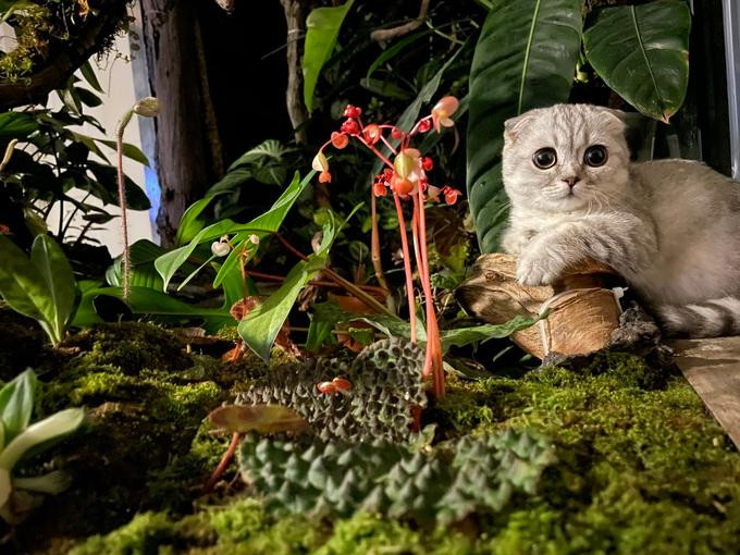 Một góc "khu rừng" tràn ngập sắc xanh của anh Lợi (Ảnh: NVCC). Một góc "khu rừng" tràn ngập sắc xanh của anh Lợi (Ảnh: NVCC).