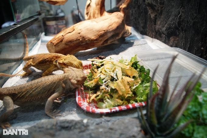 Bột canxi, vitamin được trộn cùng thức ăn để loài bò sát dễ hấp thu, tránh các bệnh về xương. Bột canxi, vitamin được trộn cùng thức ăn để loài bò sát dễ hấp thu, tránh các bệnh về xương.