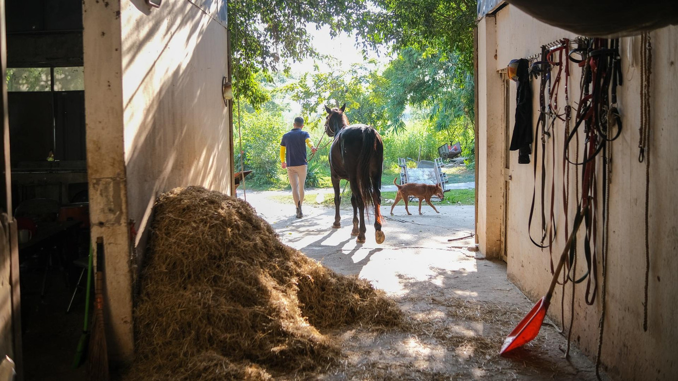 Thông thường, một ngày tập luyện bắt đầu từ 7h30. Vào mùa hè, ngựa có thể ra sân sớm hơn để tránh nắng gắt. Công việc huấn luyện diễn ra hàng ngày, kể cả trong thời gian CLB tạm thời đóng cửa vì dịch bệnh, để các con vật không “quên bài”. Bên cạnh đó, tôi cũng đứng lớp đào tạo học viên cưỡi ngựa chuyên nghiệp theo phong cách châu Âu.