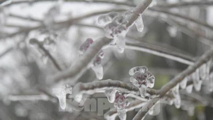 Khoảng 3 giờ sáng 20/2, những giọt nước đã kết băng trên đỉnh Mẫu Sơn. Ảnh: TL