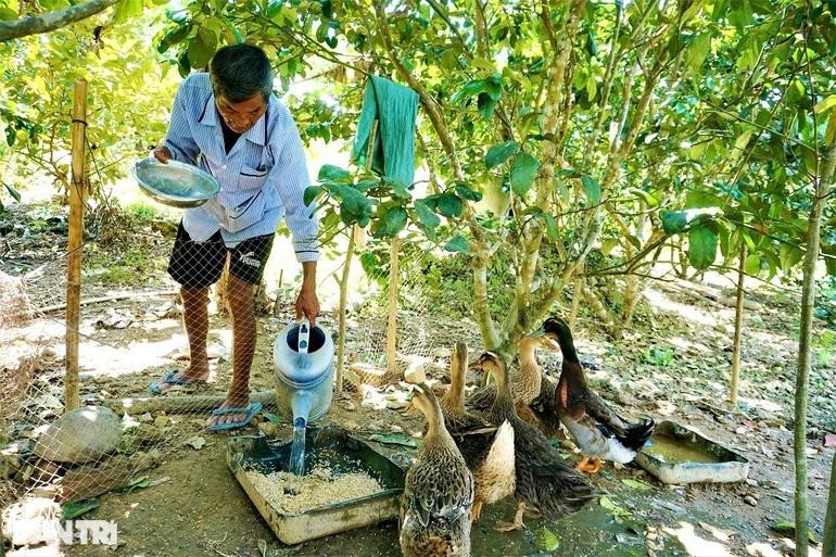 Bây giờ, dù sức khỏe không tốt như trước, nhưng ông Ngọc vẫn miệt mài gắn bó và chăm sóc trang trại của mình. Bây giờ, dù sức khỏe không tốt như trước, nhưng ông Ngọc vẫn miệt mài gắn bó và chăm sóc trang trại của mình.