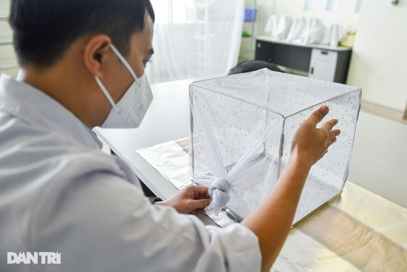 Từng loại muỗi sẽ được nuôi dưỡng, chăm sóc trong các lồng riêng biệt và được kiểm tra sức khỏe hàng ngày.