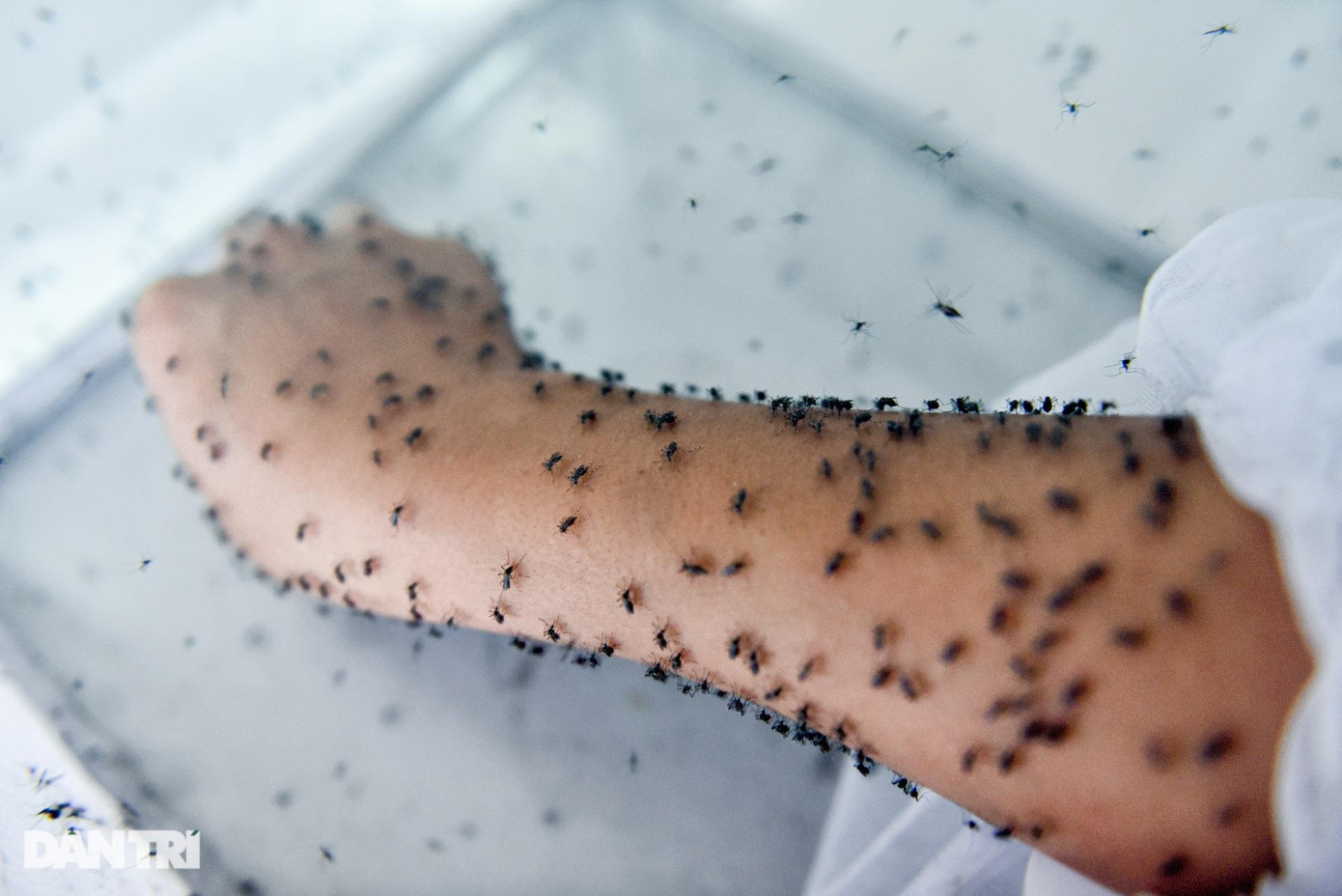 Khi hút no máu, muỗi lại nhanh chóng bay về đậu ở thành lồng. Chờ đàn muỗi ăn xong, anh Hùng từ từ rút tay ra, kết thúc công việc "không phải ai cũng dám thử".
