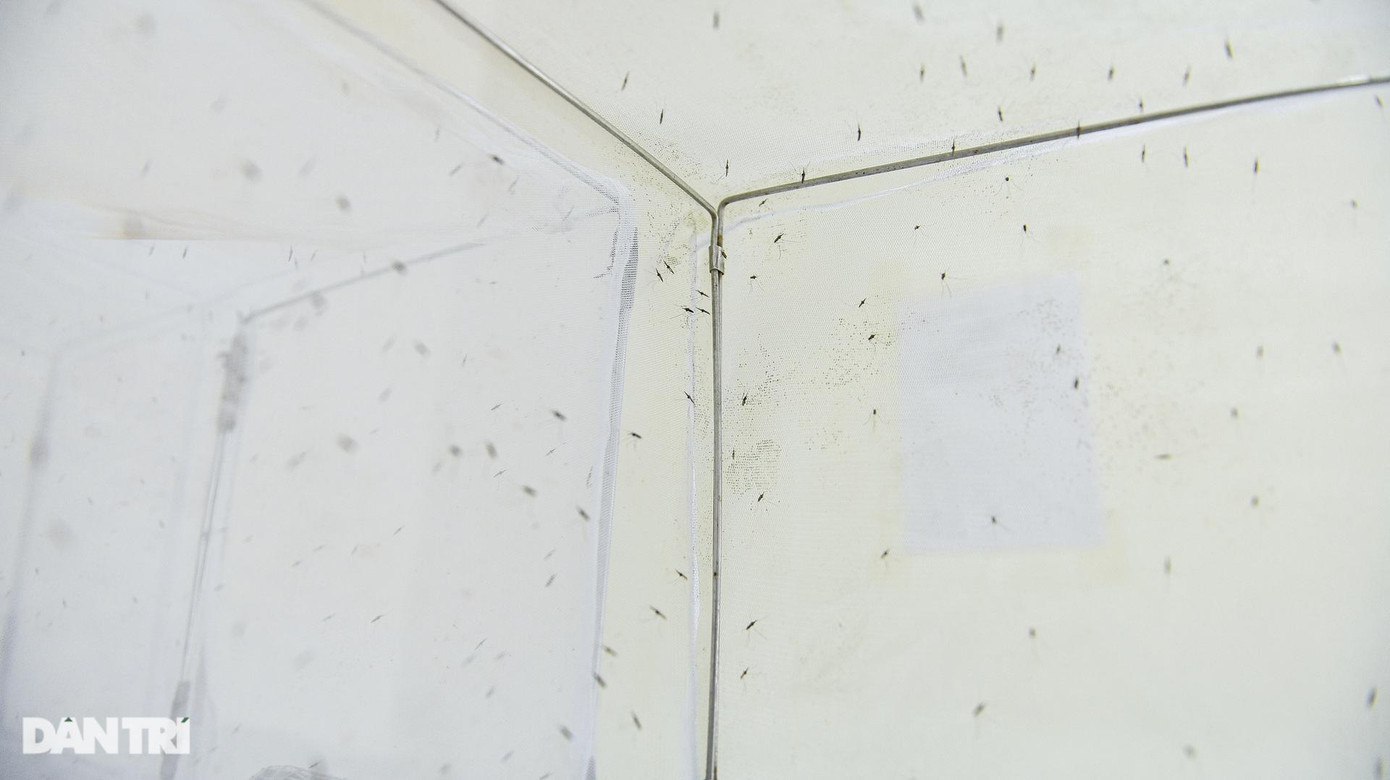 Lồng nuôi muỗi Anopheles. Đây là loài muỗi truyền bệnh sốt rét, thường hoạt động mạnh vào ban đêm. Muỗi Anopheles trưởng thành thường có vệt màu xanh xám và đậu ở một góc với tư thế nghiêng 45 độ so với mặt phẳng, còn ấu trùng nằm song song với mặt nước.