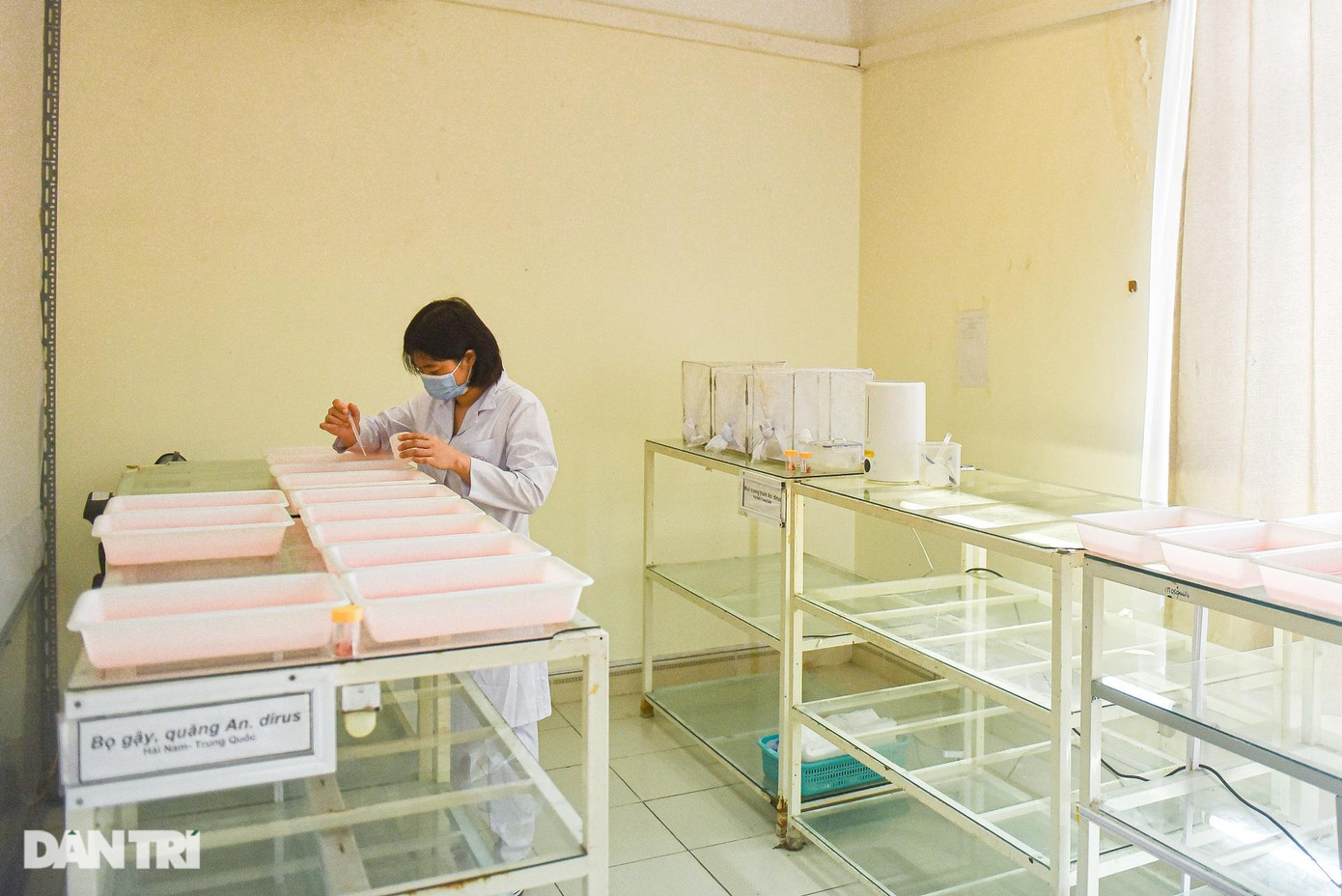 Trên giá sắt nhiều tầng đặt những lồng phủ vải thưa màu trắng có chứa hàng trăm con muỗi. Còn bên cạnh là những khay nhựa riêng biệt được dùng để nuôi trứng muỗi, bọ gậy hay con quăng.