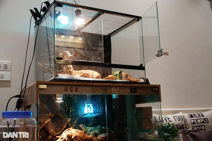 Chuồng nuôi thằn lằn, rồng Úc đều được lắp hệ đèn chiếu UVA, UVB để cung cấp lượng ánh sáng cần thiết, đảm bảo cho chúng có môi trường sống giống như tự nhiên. Chuồng nuôi thằn lằn, rồng Úc đều được lắp hệ đèn chiếu UVA, UVB để cung cấp lượng ánh sáng cần thiết, đảm bảo cho chúng có môi trường sống giống như tự nhiên.