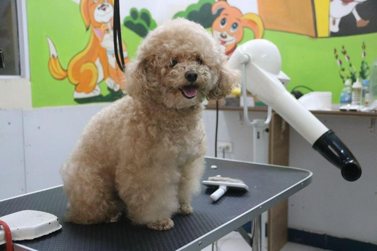 Khoảng 30 phút - 1 giờ đồng hồ, nhân viên sẽ lên quan sát và vệ sinh phòng ở cho thú cưng