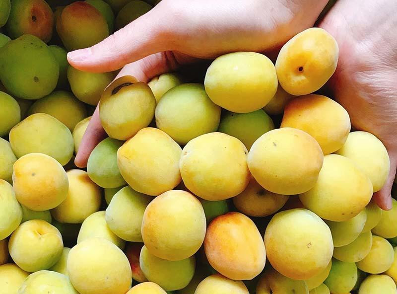 Mơ chùa Hương là đặc sản nổi tiếng thơm ngon nhưng chỉ có trong khoảng thời gian rất ngắn. Ảnh: Lê Ngọc Yến.