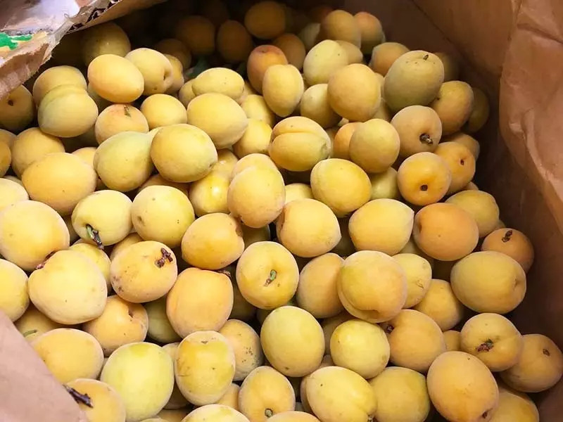 Để mua được những quả mơ chín vàng ươm nhưng thịt cứng, không bị mềm, nhiều người phải canh mua. Ảnh: Lê Ngọc Yến.