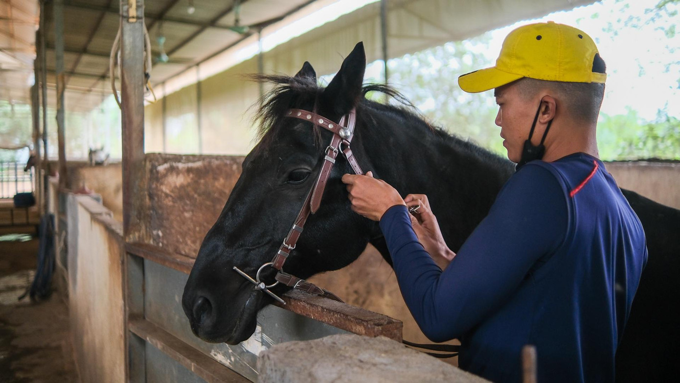 Tôi cùng với những đồng nghiệp ở CLB Ngựa Hà Nội (huyện Hoài Đức) chăm sóc gần 30 con ngựa thuần chủng được nhập khẩu từ nước ngoài. Chúng được huấn luyện các kỹ năng cơ bản như nhảy rào, phi nước kiệu, nước đại... nhằm phục vụ mục đích trình diễn, cho thuê chụp ảnh và giảng dạy học viên.