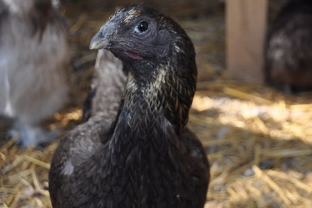 Những người mua gà Ayam Cemani là những nhà sưu tầm hoặc người chăn nuôi.Tất nhiên, không ai bỏ ra hàng nghìn USD để những chú gà quý giá này về… làm thịt