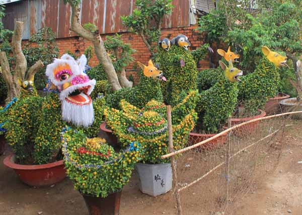 Quất cảnh hình chó cưng 12 triệu đồng mỗi cặp ở miền Tây ảnh 8