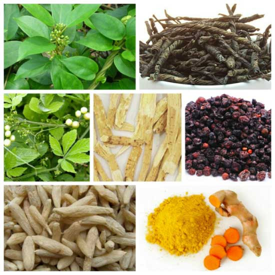 7 vị thuốc hỗ trợ điều trị tiểu đường trong y học cổ truyền ảnh 1