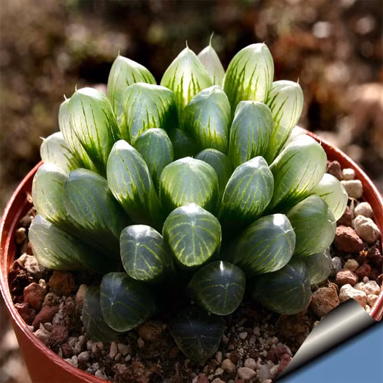 Có lẽ bạn sẽ giật mình với những cây cảnh đẹp lạ thế này ảnh 7