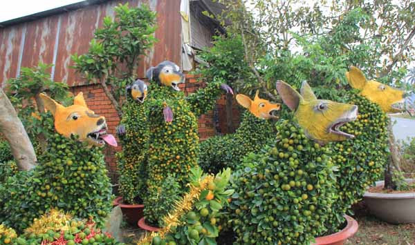 Quất cảnh hình chó cưng 12 triệu đồng mỗi cặp ở miền Tây ảnh 6