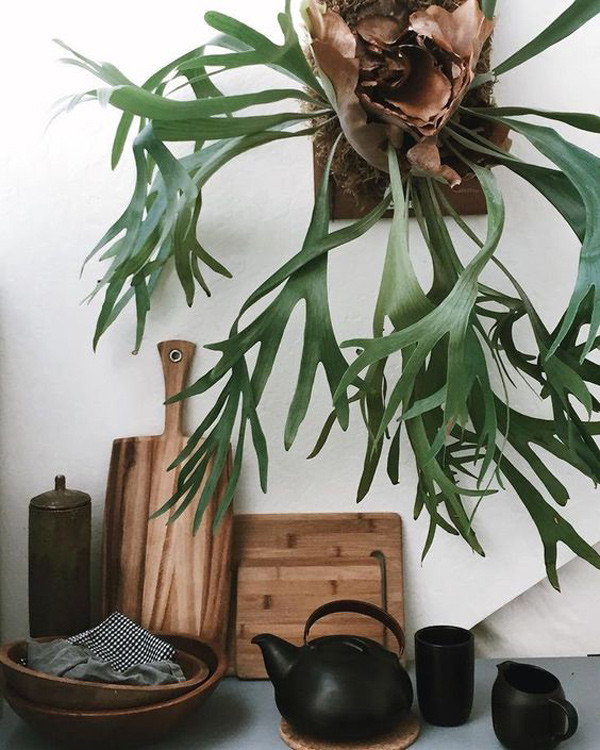 Có lẽ bạn sẽ giật mình với những cây cảnh đẹp lạ thế này ảnh 5