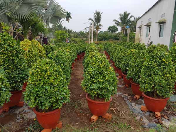 Quất cảnh hình chó cưng 12 triệu đồng mỗi cặp ở miền Tây ảnh 11