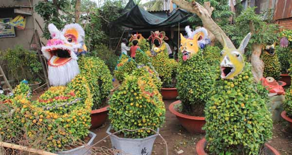 Quất cảnh hình chó cưng 12 triệu đồng mỗi cặp ở miền Tây ảnh 4