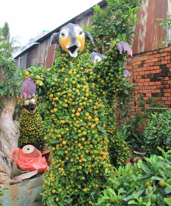 Quất cảnh hình chó cưng 12 triệu đồng mỗi cặp ở miền Tây ảnh 7