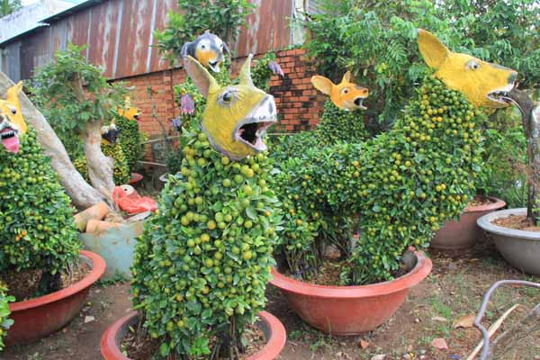 Quất cảnh hình chó cưng 12 triệu đồng mỗi cặp ở miền Tây ảnh 3