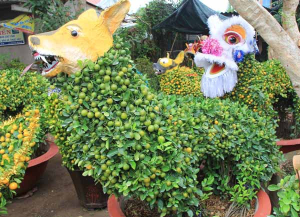 Quất cảnh hình chó cưng 12 triệu đồng mỗi cặp ở miền Tây ảnh 5