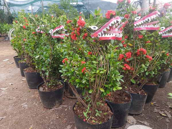 Quất cảnh hình chó cưng 12 triệu đồng mỗi cặp ở miền Tây ảnh 9