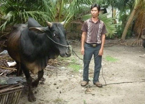 Ông Sơn bên con bò của mình khi được nhận về 