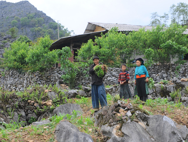 Người dân vùng cao sống quyện cùng với đá, những ngôi nhà được dựng lên với bốn bề là đá. Tất cả cuộc sống của con người vùng cao đều gắn liền với đá. Đá dùng để làm nhà Làm hàng rào Hay đá đan xen với những luống hoa cải vàng tạo nên một bức tranh thật ấn tượng Người dân vùng cao trồng trọt trên những khe đá, trong những hốc đất nhỏ. Và thu hoạch cũng ngay tại vườn nhà Những ngọn núi đá trùng trùng điệp điệp, những cánh đồng đá trải dài bất tận, tất cả cứ tràn vào nhau, hoà quyện vào nhau thành một bức tranh tuyệt đẹp nơi cực bắc Tổ quốc. Cao nguyên đá Đồng Văn dù có tới và trở lại vẫn thấy là lạ, vì nó đẹp, cái đẹp hoang dại, từ con người đến cảnh vật. Cái đẹp mà khi trải nghiệm rồi, vẫn có chút gì đó rất thú vị.
