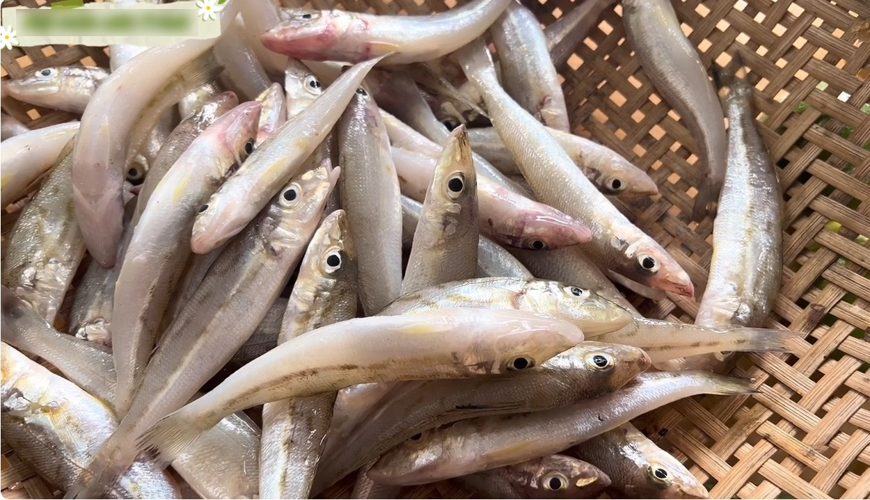 Cá đục là nguyên liệu chế biến nhiều món ngon, phổ biến nhất là gỏi. Ảnh: Bếp nhà Trinh. Cá đục là nguyên liệu chế biến nhiều món ngon, phổ biến nhất là gỏi. Ảnh: Bếp nhà Trinh.