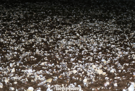 Ngao chết trắng bãi, chủ đầm trắng đêm đi nhặt vỏ ngao chết, cứu ngao sống ảnh 1