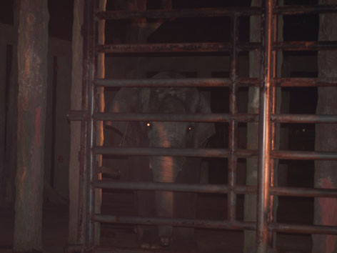 Con voi quật chết anh Tài đã bị cách ly