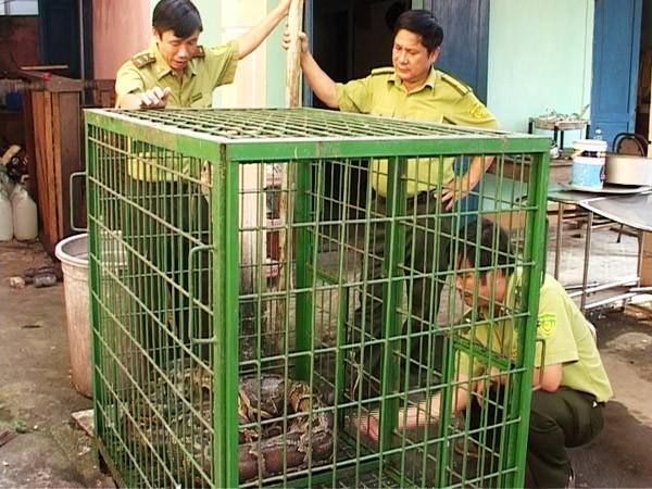 Trăn khủng được bàn giao cho Kiểm lâm huyện Phú Lộc chăm sóc, quản lý. Ảnh: VN . Trăn khủng được bàn giao cho Kiểm lâm huyện Phú Lộc chăm sóc, quản lý. Ảnh: VN