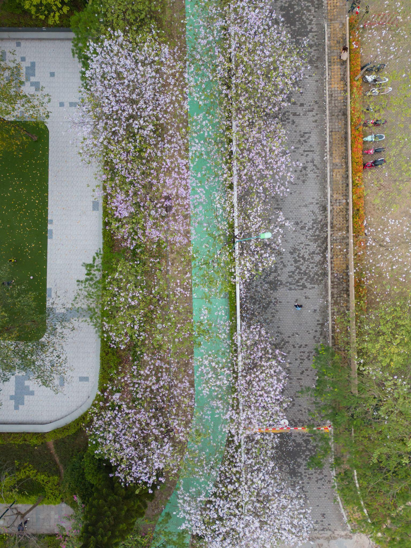 Hình ảnh những đốm hoa ban nhìn từ trên cao xuống (Ciputra Hanoi)