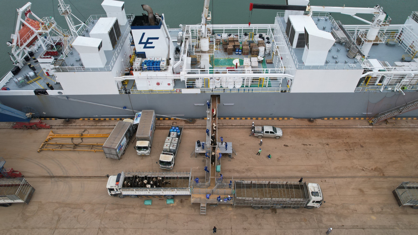 Sau 21 ngày trên biển, đàn bò được cục Thú y Việt Nam kiểm dịch tại cảng Cửa Lò rồi được đưa về trại Tân Đáo của TH để cách ly và làm quen với môi trường sống mới.