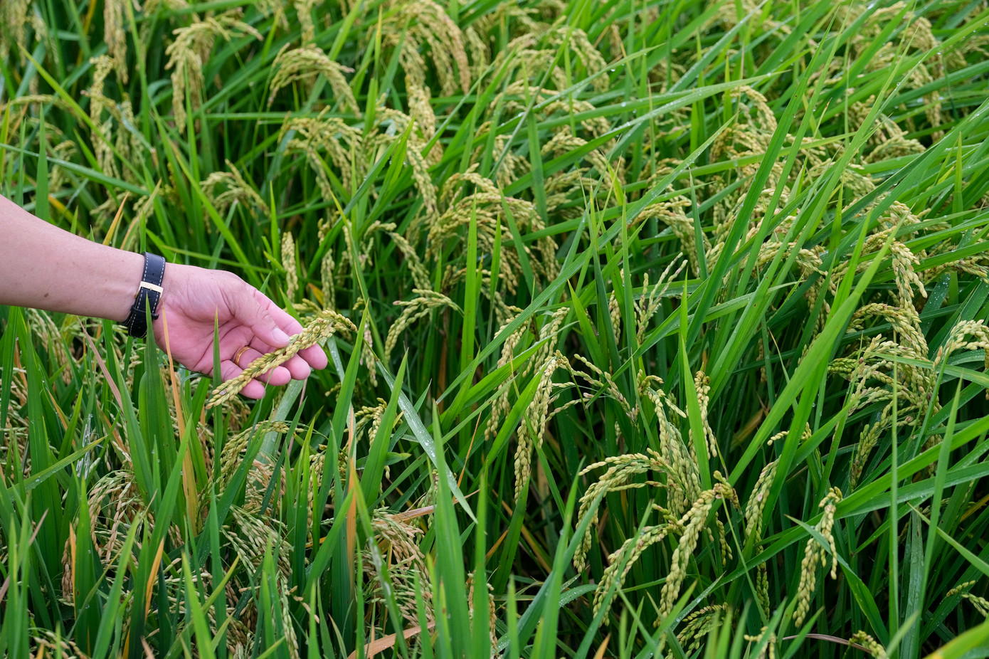 Tình trạng lúa cải thiện đáng kể khi sử dụng giải pháp từ Syngenta Tình trạng lúa cải thiện đáng kể khi sử dụng giải pháp từ Syngenta