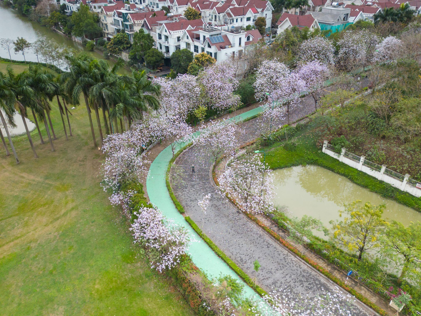 Con đường hoa ban trải dài nối hai khu biệt thự Q &amp; K tại Ciputra Hanoi