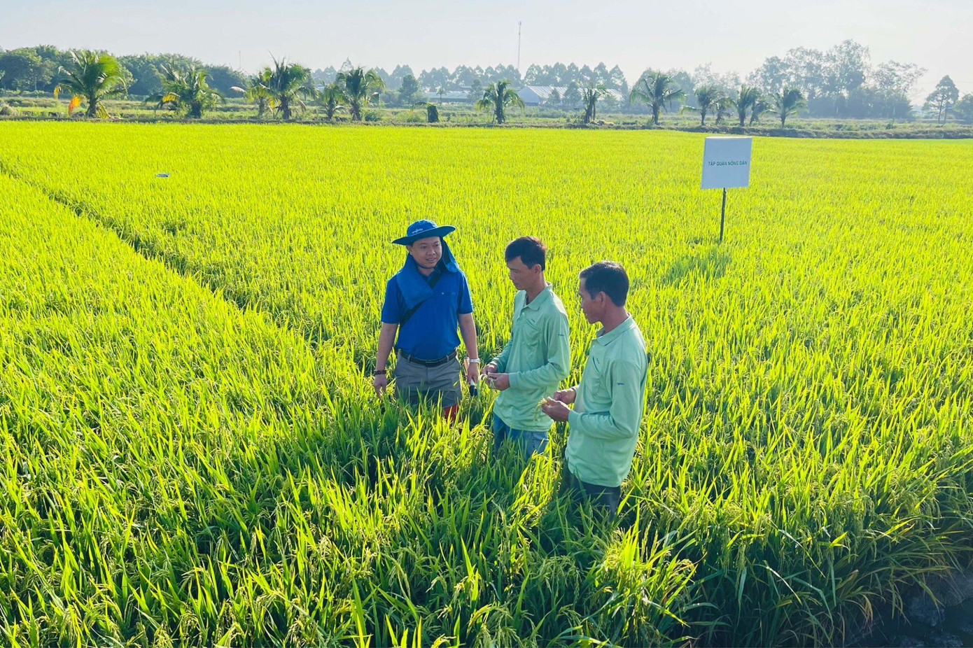 Syngenta và người nông dân chia sẻ tình trạng lúa Syngenta và người nông dân chia sẻ tình trạng lúa