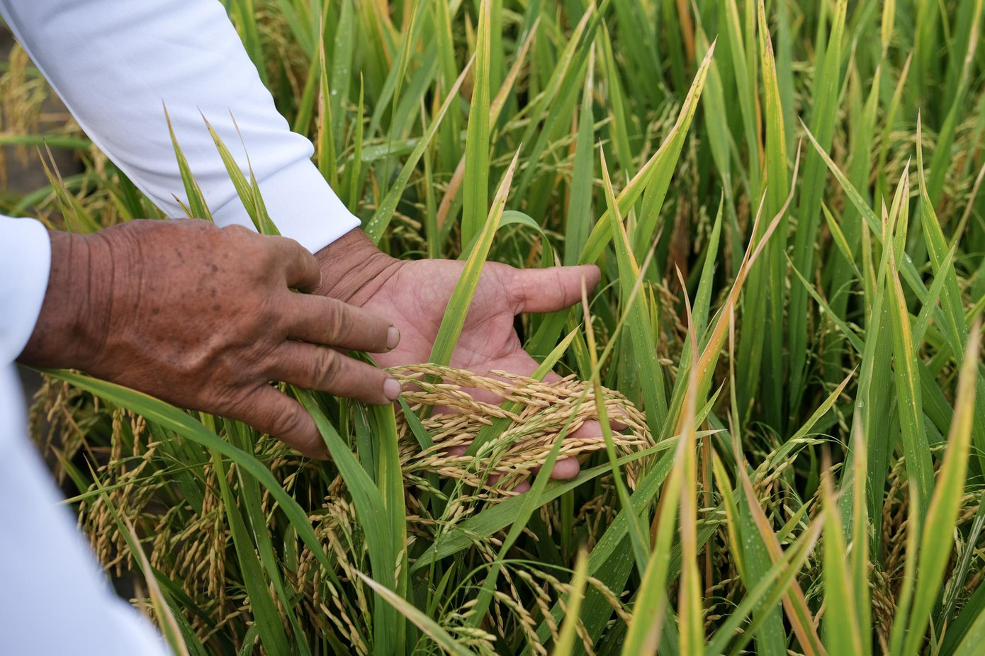 Tình trạng lúa tiến triển tích cực sau thời gian thử nghiệm giải pháp từ Syngenta