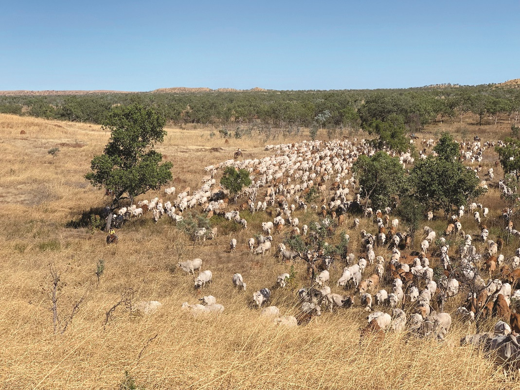 Với ba khu trang trại chăn nuôi bò thịt ở phía Bắc và Tây Úc, TH đang là doanh nghiệp Việt Nam lớn nhất ở tại quốc gia này. - Ảnh: TH Với ba khu trang trại chăn nuôi bò thịt ở phía Bắc và Tây Úc, TH đang là doanh nghiệp Việt Nam lớn nhất ở tại quốc gia này. - Ảnh: TH
