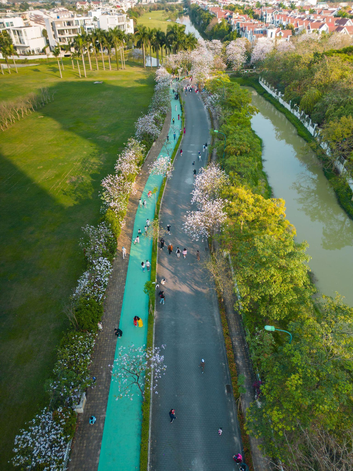 Cư dân và bạn bè rủ nhau check-in lưu lại khoảnh khắc bên hoa ban nở rộ (Ciputra Hanoi)