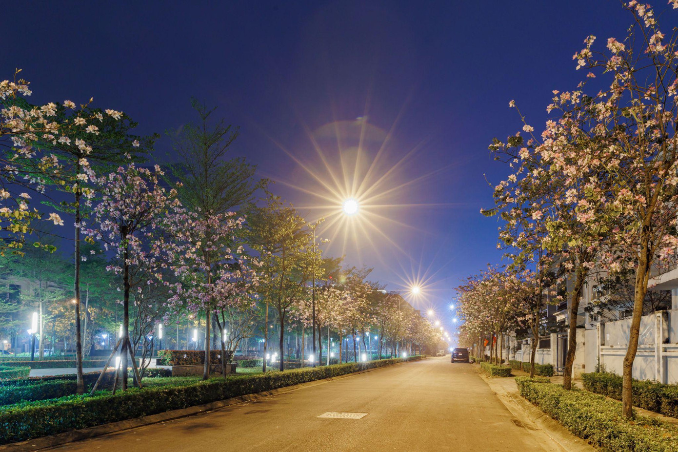 Vẻ đẹp hoa ban về đêm tại Ciputra Hanoi