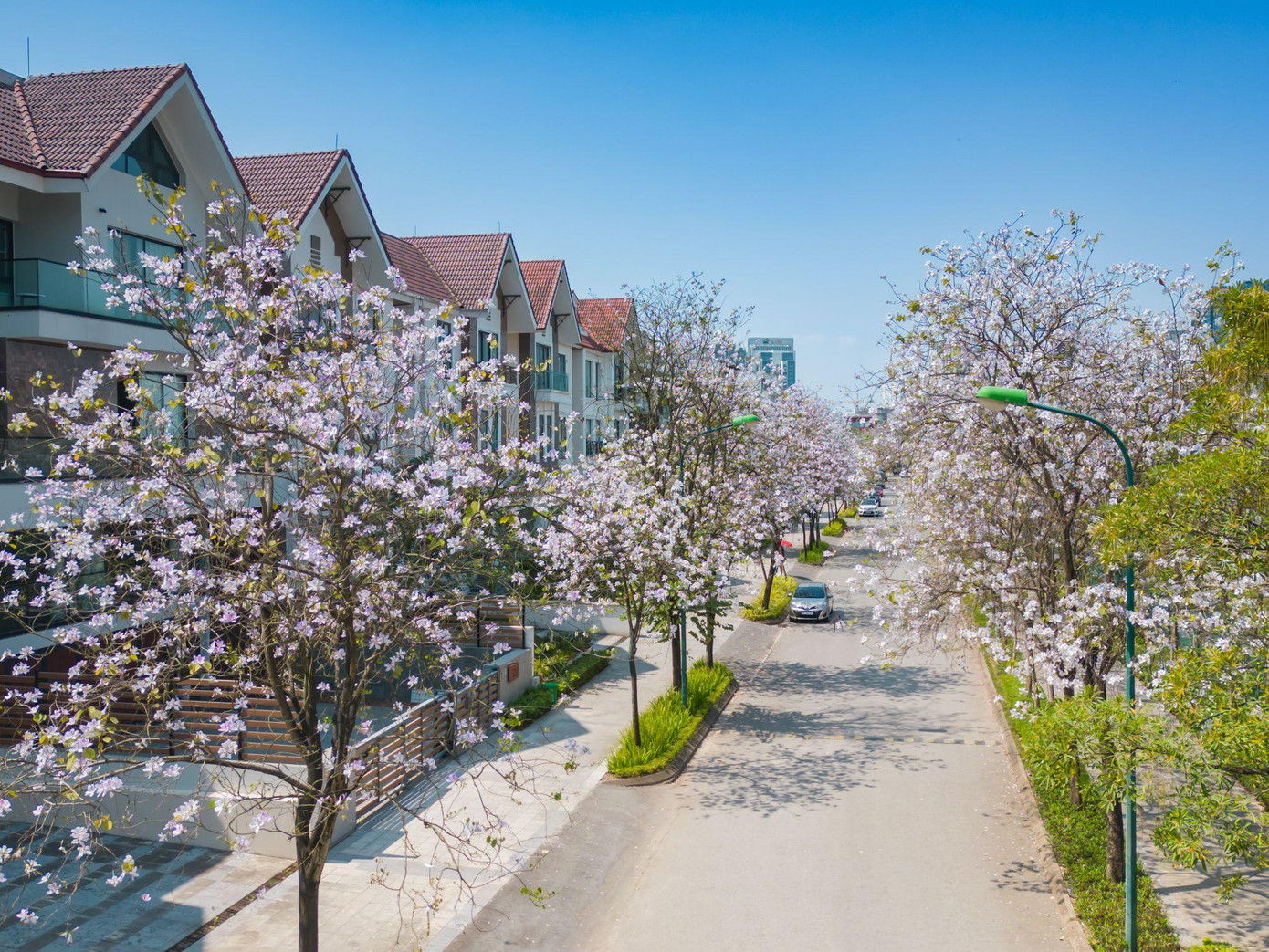 Những rặng ban tím tô điểm cho những ngôi nhà như một bức tranh thiên nhiên Tây Bắc (Ciputra Hanoi)